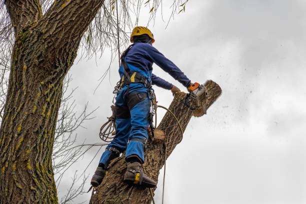 Stratford, CA Tree Services Company