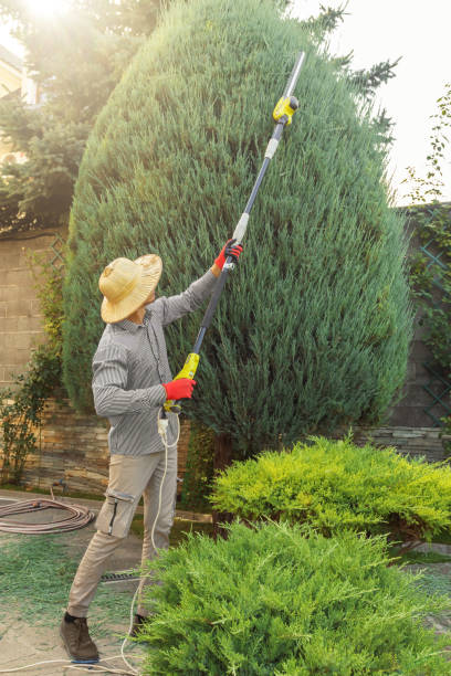 Lawn Renovation and Restoration in Stratford, CA